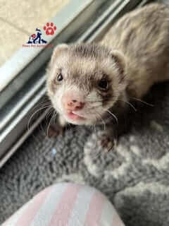 Curious ferret with a pink nose exploring the fascinating world of Australian ferrets.