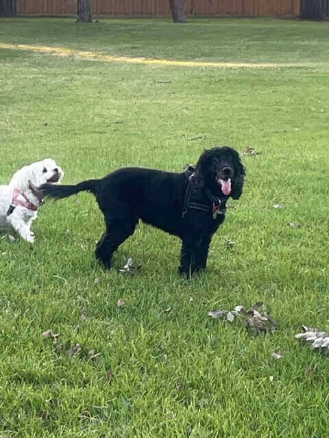 Two dogs playing on grass, perfect for the ultimate guide to dog products and pet supplies.