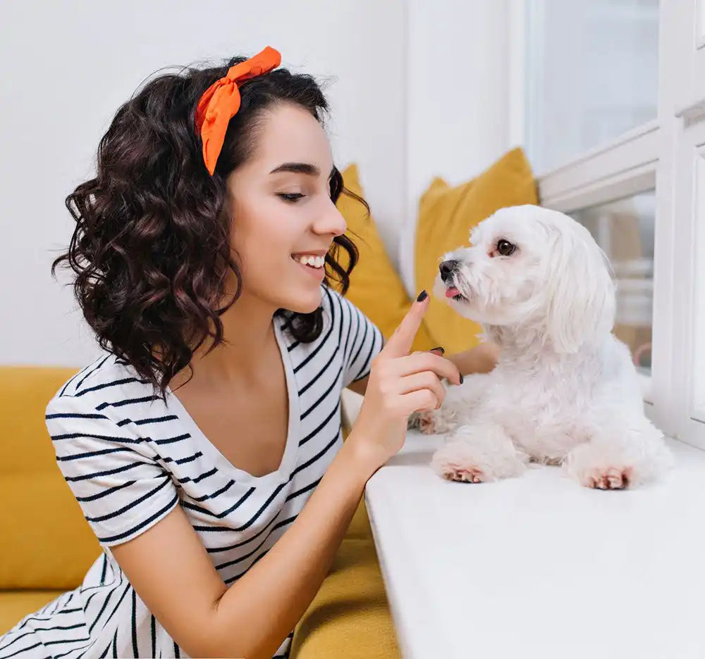 A white Maltese dog interacting with someone wearing a striped shirt and orange headband.